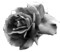 blackrose