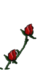 rose bloom